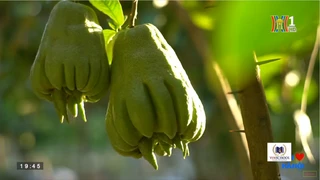 Tôi yêu Hà Nội: Làng phật thủ ven đô 