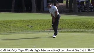 Tiger Woods - ZOZO VÔ ĐỊCH 2019 - P.6