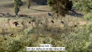 Sinh Tồn Trong Hoang Dại - P.7