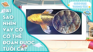 Tại sao nhìn vảy cá có thể đoán được tuổi cá?