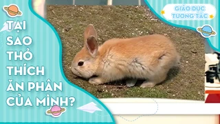 Tại sao thỏ thích ăn phân của mình?
