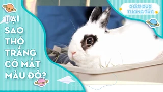 Tại sao thỏ trắng lại có mắt màu đỏ?