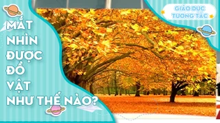 Mắt nhìn được đồ vật như thế nào?