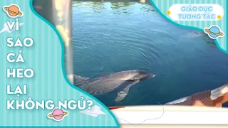 Vì sao cá heo lại không ngủ?