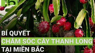Bí quyết chăm sóc cây thanh long tại miền Bắc