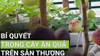 Bí quyết trồng cây ăn quả trên sân thượng