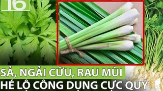 Sả, ngải cứu, rau mùi: 3 vị thuốc quý, đừng dại mà bỏ qua - Phần 5