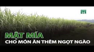 Mật mía - Gia vị cho món ăn thêm ngọt ngào