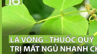 Lá vông - vị thuốc quý cho giấc ngủ ngon