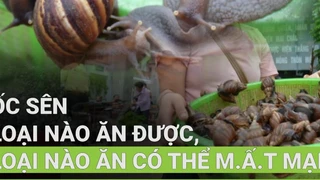 Ốc sên loại nào ăn được, loại nào ăn có thể m.ấ.t mạng?
