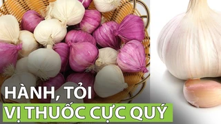 Hành, tỏi – Vị thuốc cực quý cho mọi gia đình - Phần 3