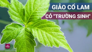Giảo cổ lam: Bí quyết sống thọ của người xưa