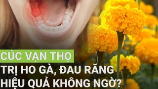Cúc vạn thọ trị ho gà, đau răng hiệu quả?