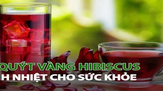 Trà Quýt Vàng HIBISCUS thanh nhiệt cho sức khỏe