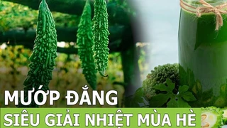 Mướp đắng - Loại quả siêu giải nhiệt mùa hè - Phần 8
