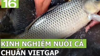 Kinh nghiệm nuôi cá chuẩn VietGAP