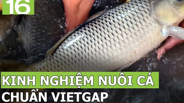 Kinh nghiệm nuôi cá chuẩn VietGAP