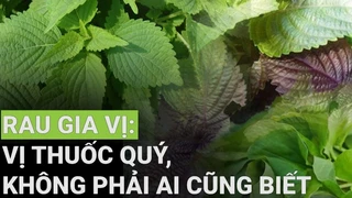 Tía tô, kinh giới, diếp cá,... : Vị thuốc quý, không phải ai cũng biết - Phần 6