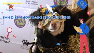 Sàn diễn thời trang cho cún cưng