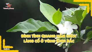 Đình Tình Quang nằm giữa làng cổ ở vùng Kinh Bắc