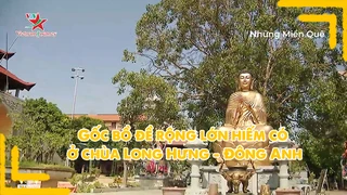 Gốc bồ đề rộng lớn hiếm có ở chùa Long Hưng - Đông Anh