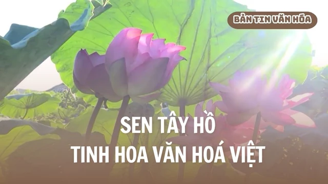Sen Tây Hồ - Tinh hoa văn hoá Việt
