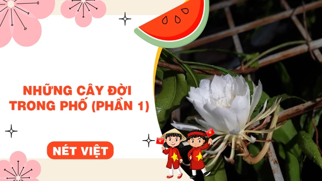 Những cây đời trong phố (phần 1)