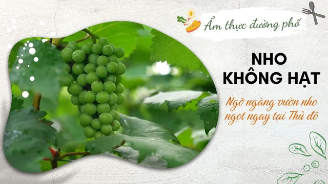 Ngỡ ngàng vườn nho ngọt không hạt ngay tại Thủ đô