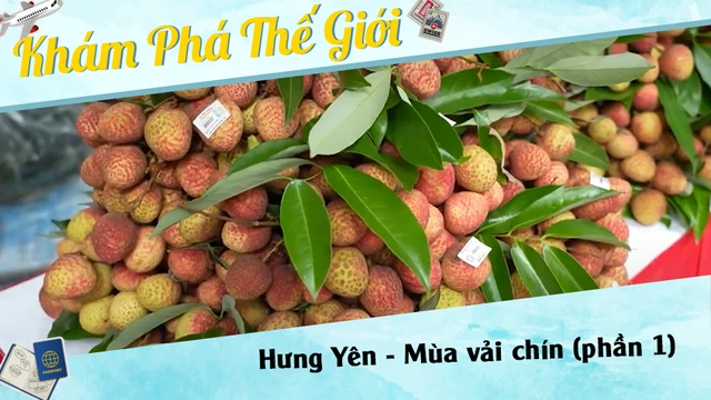Hưng Yên - Mùa vải chín (phần 1)