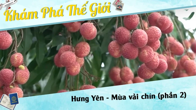 Hưng Yên - Mùa vải chín (phần 2)