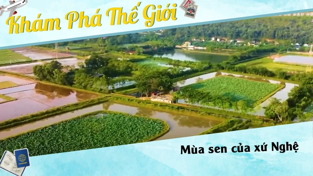 Mùa sen của xứ Nghệ