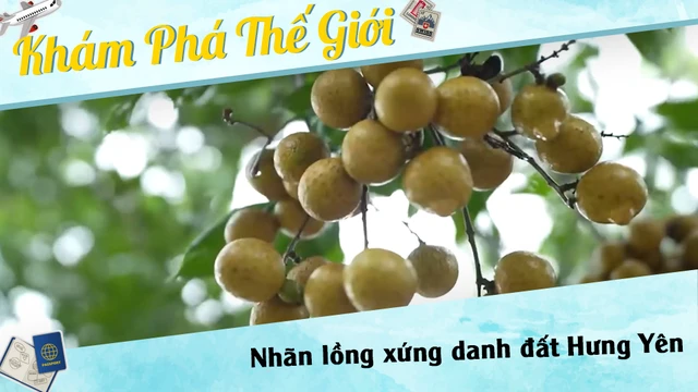 Nhãn lồng xứng danh đất Hưng Yên