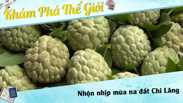 Nhộn nhịp mùa na đất Chi Lăng