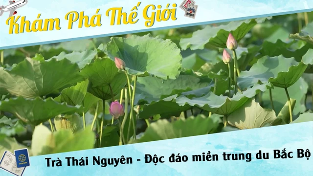 Trà Thái Nguyên - Độc đáo miền trung du Bắc Bộ