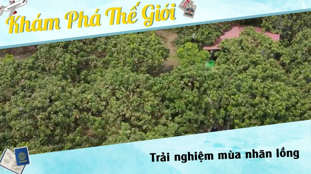 Trải nghiệm mùa nhãn lồng