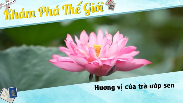 Hương vị của trà ướp sen