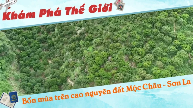 Bốn mùa trên cao nguyên đất Mộc Châu - Sơn La