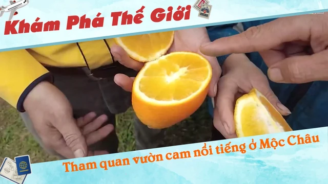 Tham quan vườn cam nổi tiếng ở Mộc Châu