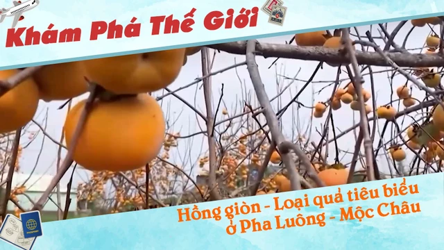 Hồng giòn - Loại quả tiêu biểu ở Pha Luông - Mộc Châu