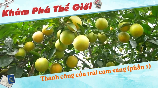 Thành công của trái cam vàng (phần 1)