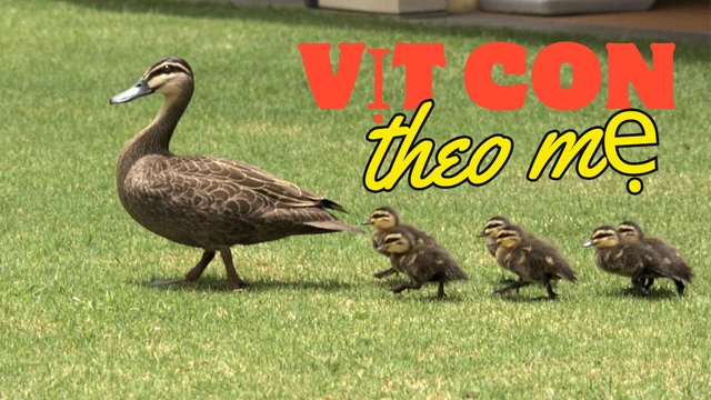 Vịt con theo mẹ [Bé Bảo Trinh]