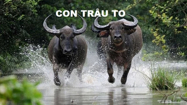 Con trâu to - Bé Bảo Trinh