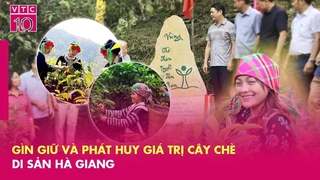 Gìn giữ và phát huy giá trị cây chè di sản Hà Giang
