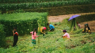 Đến Hà Giang mà chỉ biết -dãy đá vôi-, -hoa tam giác mạch- thôi thì coi như chưa từng đến - VTC Now