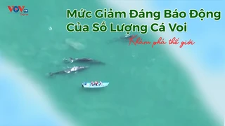Mức giảm đáng báo động của số lượng cá voi