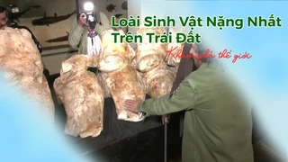 Loài sinh vật nặng nhất trên Trái Đất