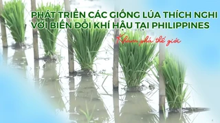 Phát triển các giống lúa thích nghi với biến đổi khí hậu tại Philippines