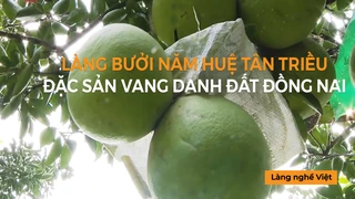 Làng bưởi Năm Huệ Tân Triều - Đặc sản vang danh đất Đồng Nai