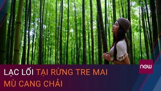 Khám phá Mù Cang Chải- Lạc lối rừng tre mai đẹp như phim kiếm hiệp - VTC Now