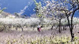 Mộc châu mùa hoa ban nở trắng rừng